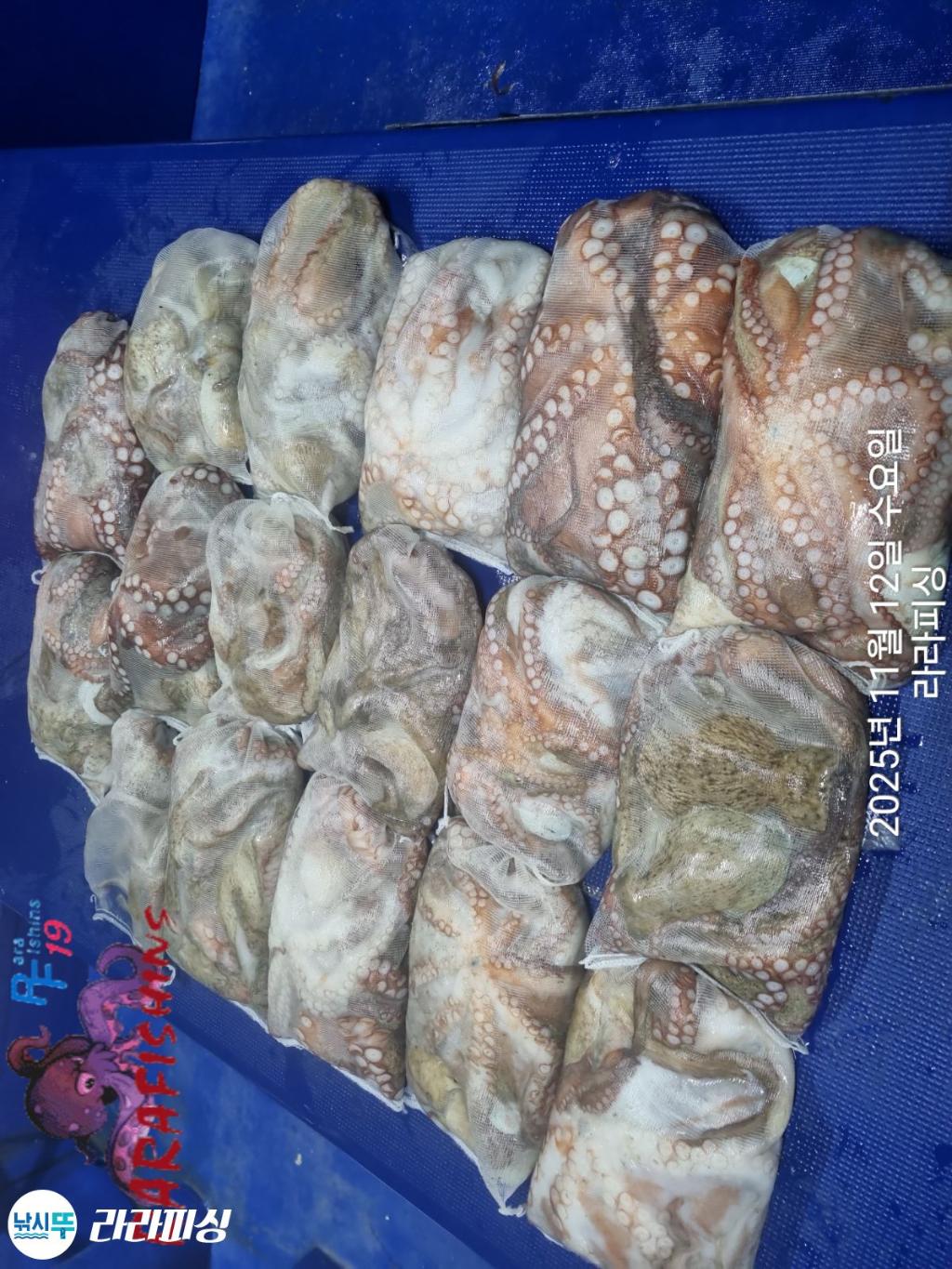 낚시뚜,돌문어,속천항(진해),라라피싱,낚시뚜23