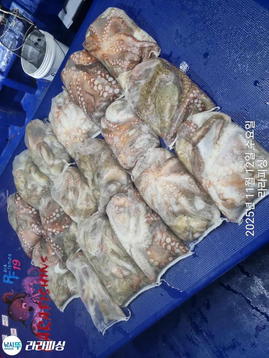 낚시뚜,돌문어,속천항(진해),라라피싱,낚시뚜20