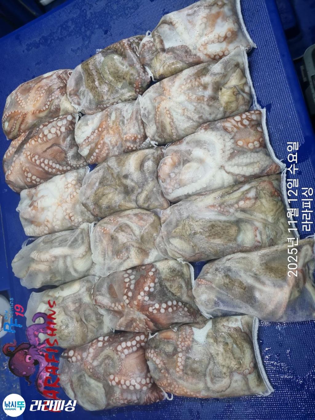 낚시뚜,돌문어,속천항(진해),라라피싱,낚시뚜19