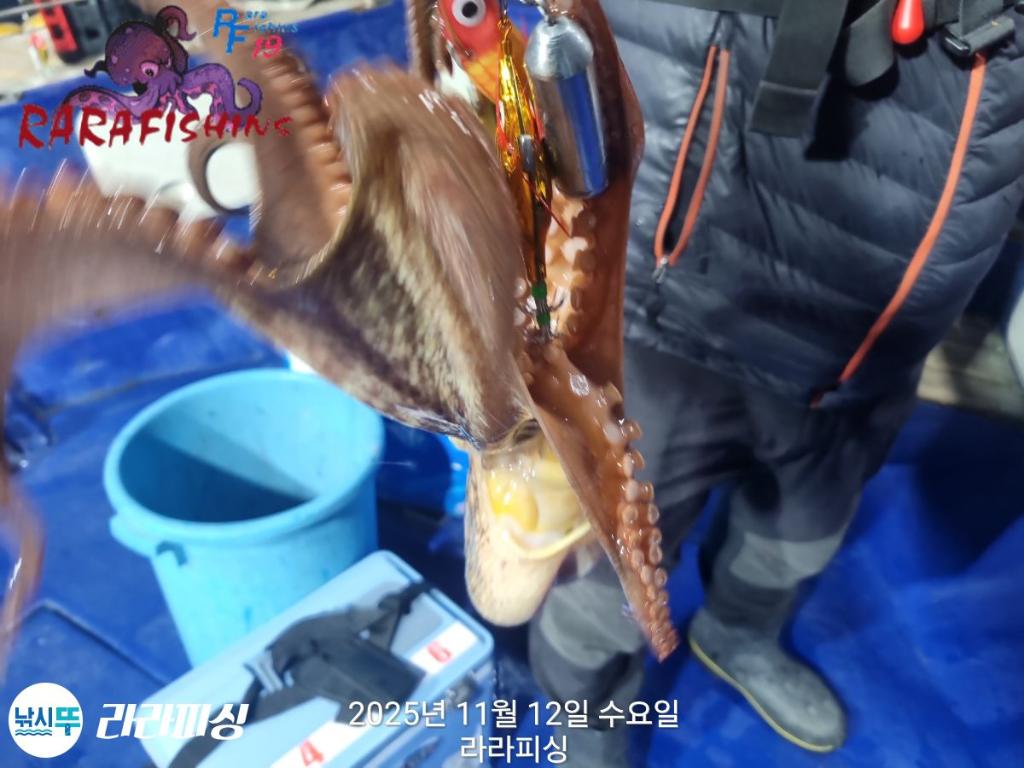 낚시뚜,돌문어,속천항(진해),라라피싱,낚시뚜9