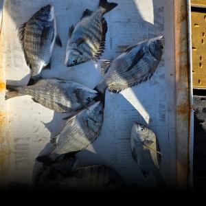 조황, ((풍화리)) 감시흘림~