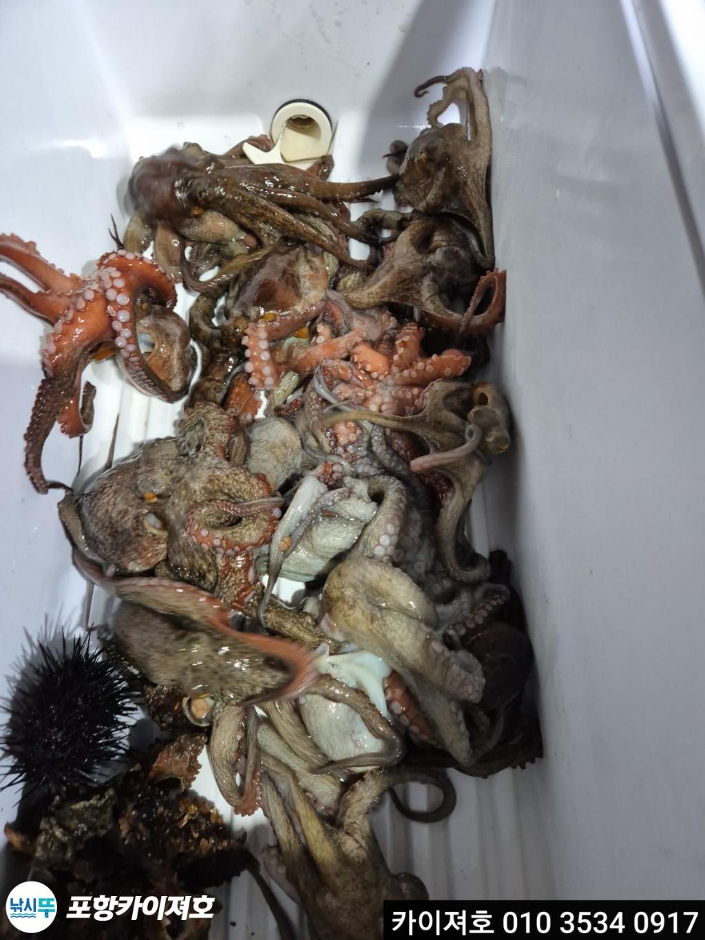 낚시뚜,기타 (직접입력),영일만항,포항카이져호,낚시뚜47