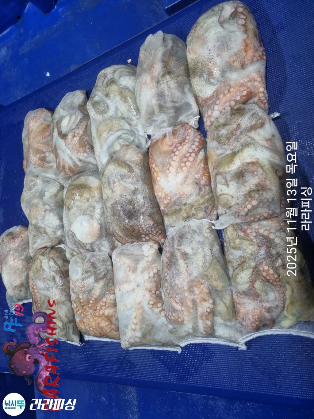 낚시뚜,돌문어,속천항(진해),라라피싱,낚시뚜23