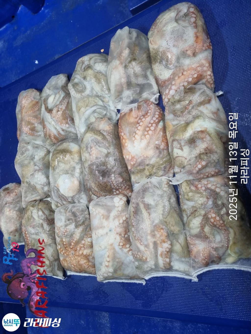 낚시뚜,돌문어,속천항(진해),라라피싱,낚시뚜22