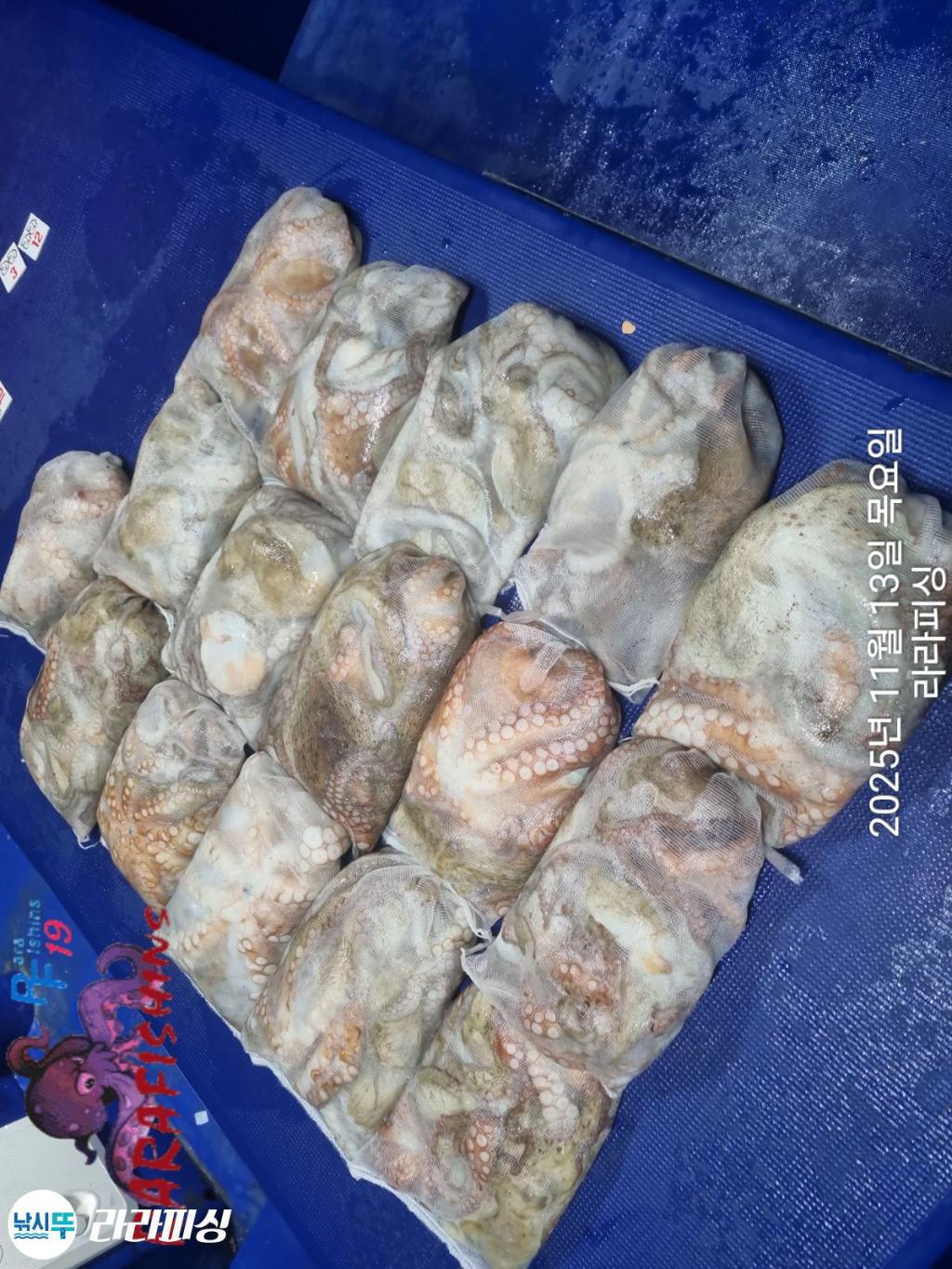 낚시뚜,돌문어,속천항(진해),라라피싱,낚시뚜19