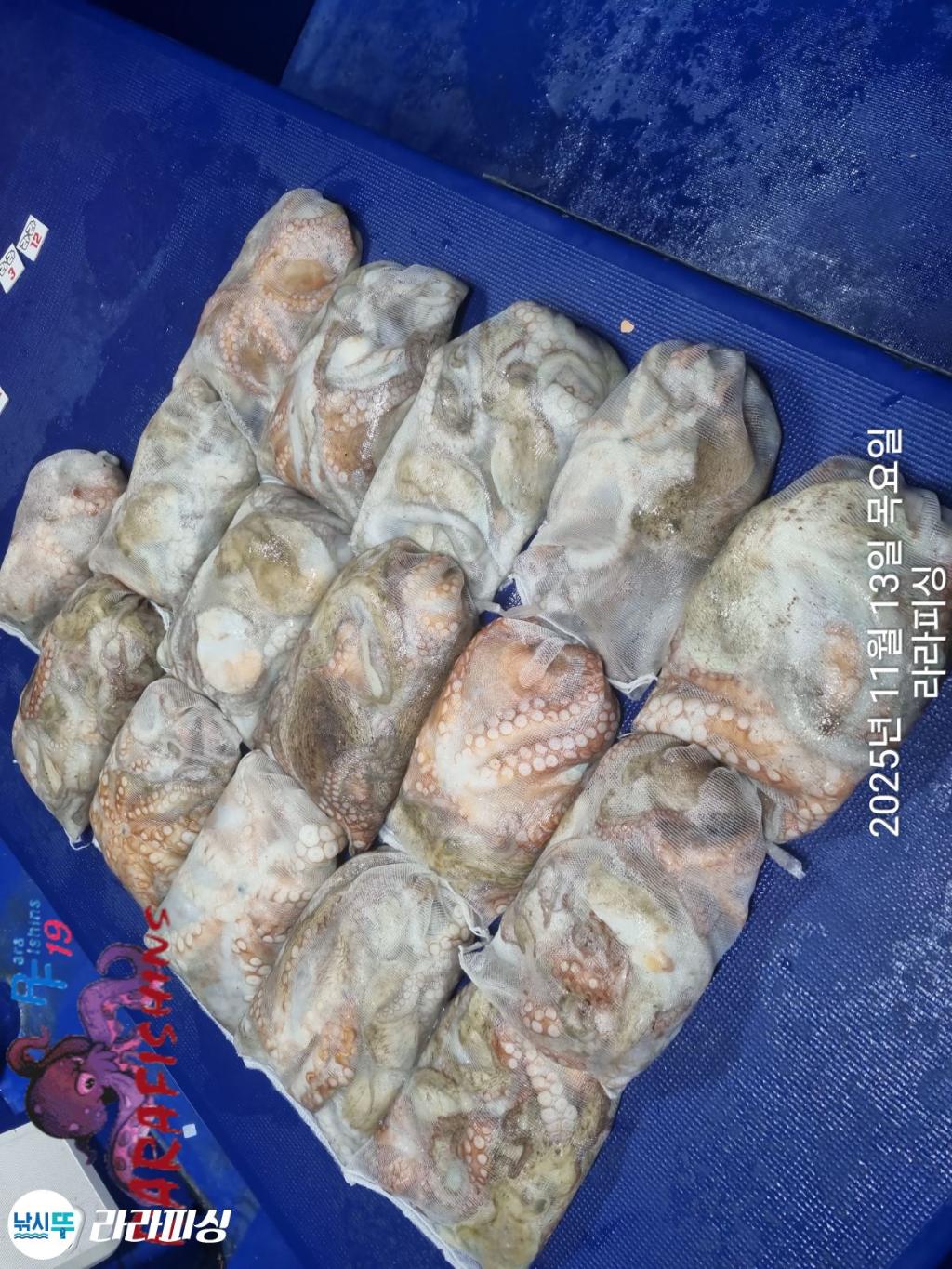 낚시뚜,돌문어,속천항(진해),라라피싱,낚시뚜18