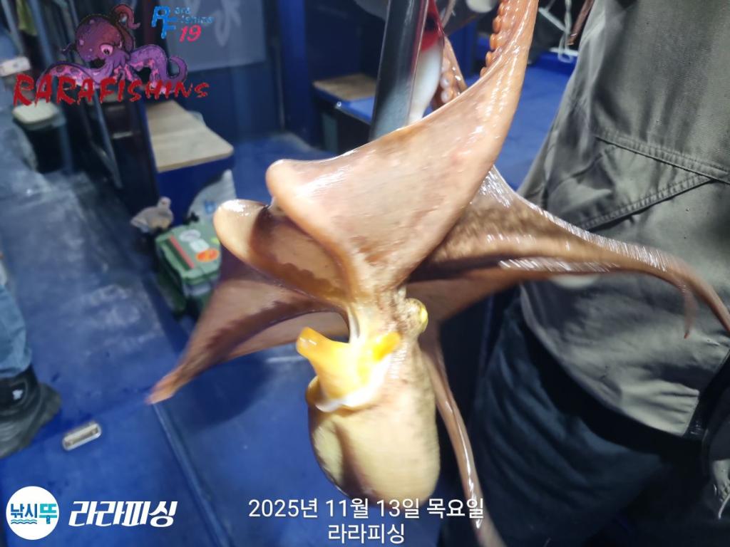 낚시뚜,돌문어,속천항(진해),라라피싱,낚시뚜15