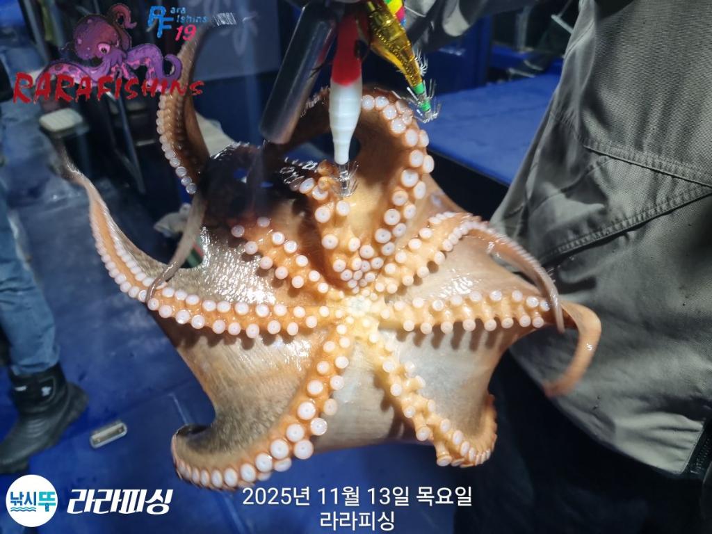 낚시뚜,돌문어,속천항(진해),라라피싱,낚시뚜14