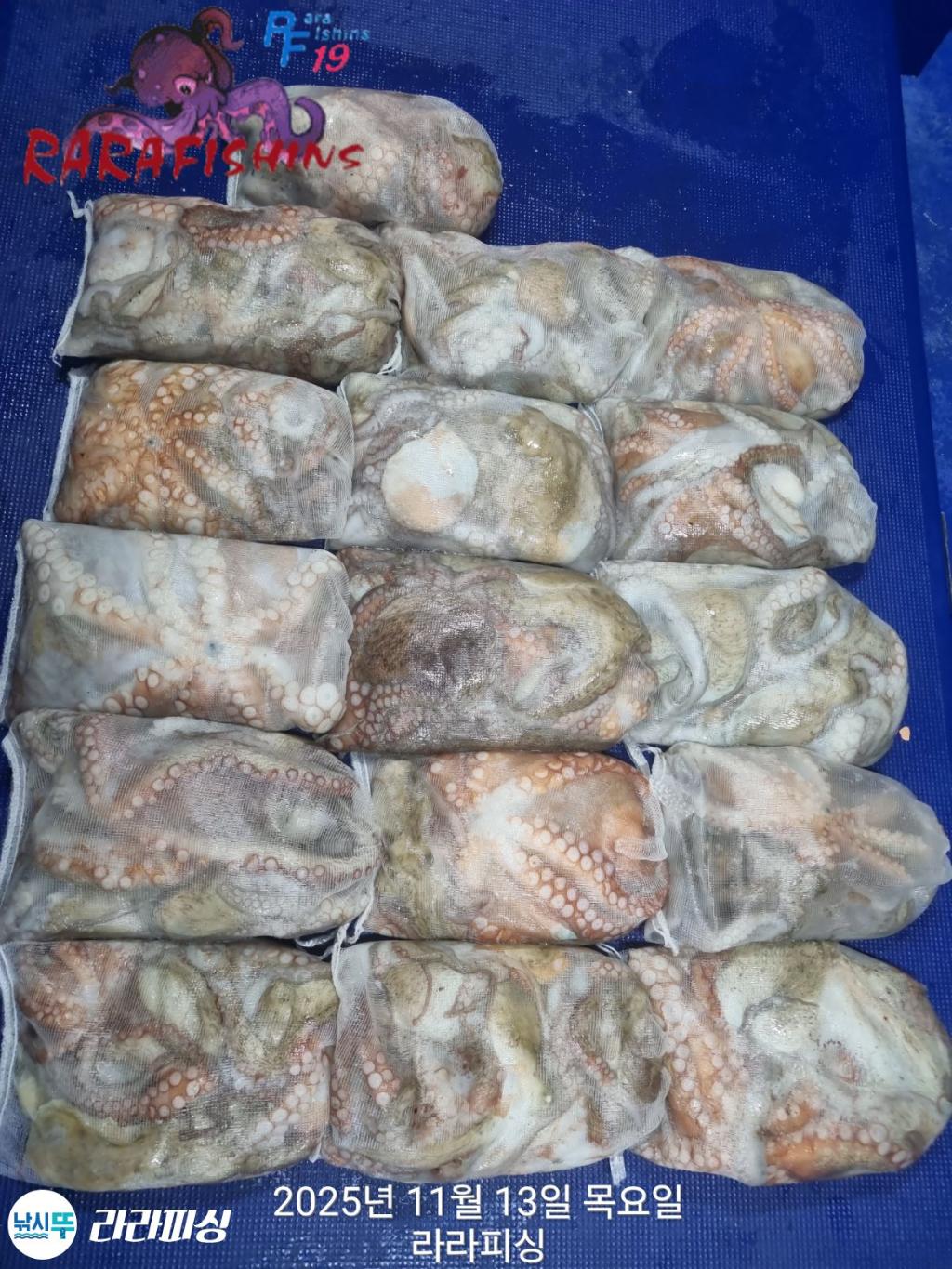 낚시뚜,돌문어,속천항(진해),라라피싱,낚시뚜1