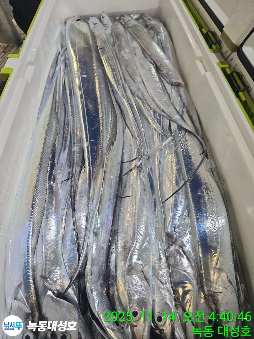 낚시뚜,갈치,녹동항,녹동대성호,낚시뚜60