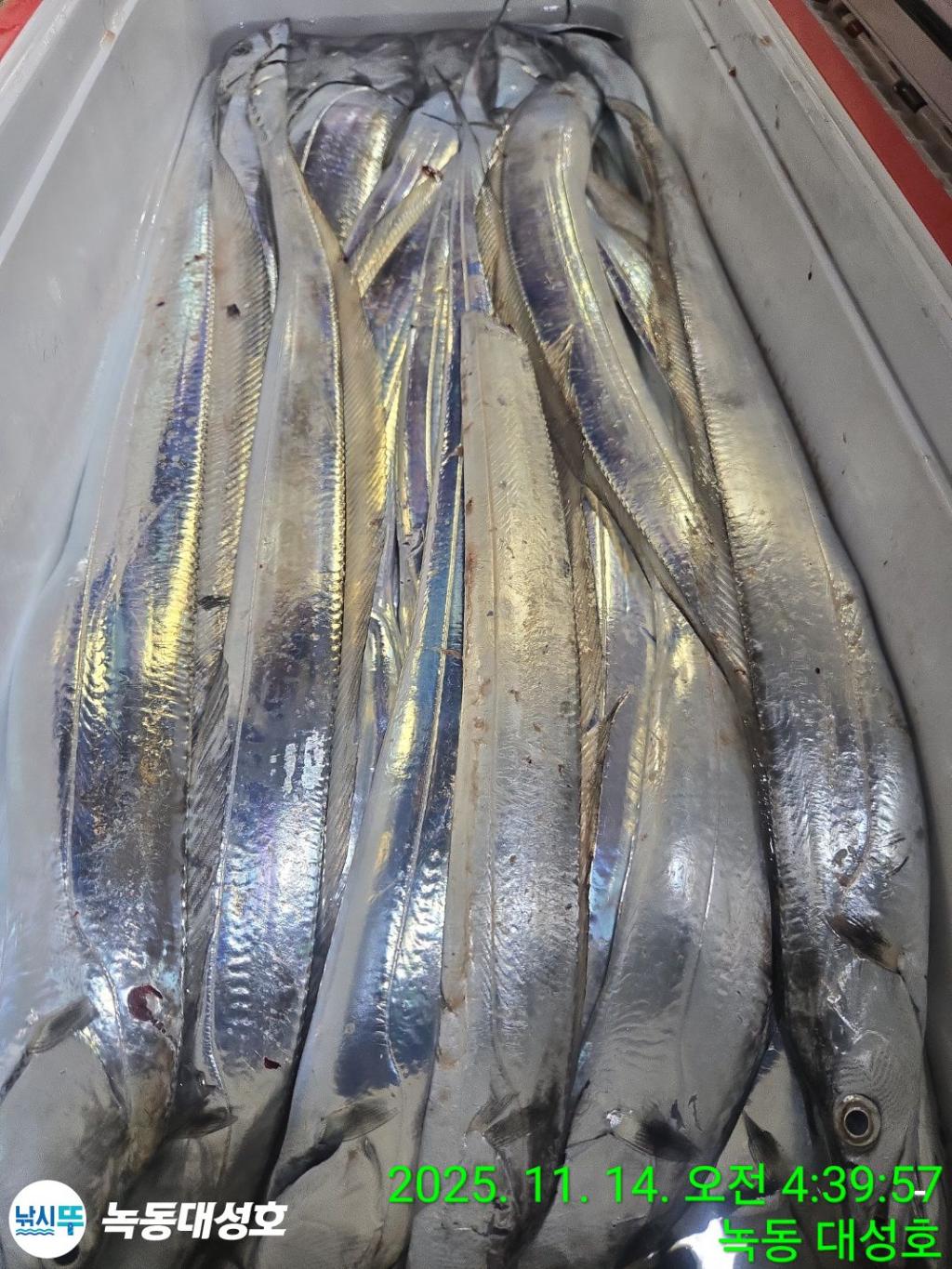 낚시뚜,갈치,녹동항,녹동대성호,낚시뚜59