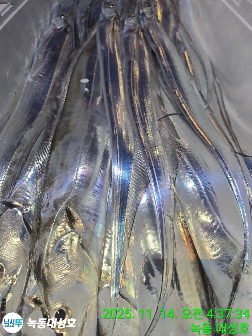 낚시뚜,갈치,녹동항,녹동대성호,낚시뚜58