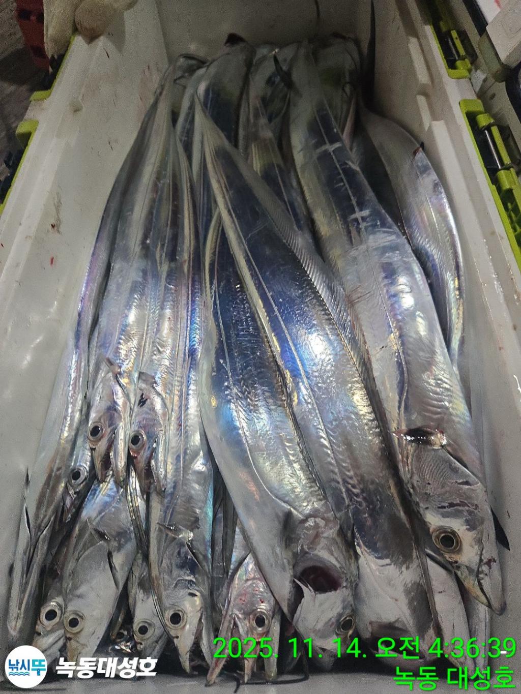 낚시뚜,갈치,녹동항,녹동대성호,낚시뚜57