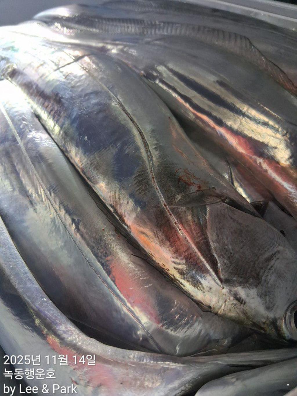 낚시뚜,갈치,녹동항,녹동대성호,낚시뚜56