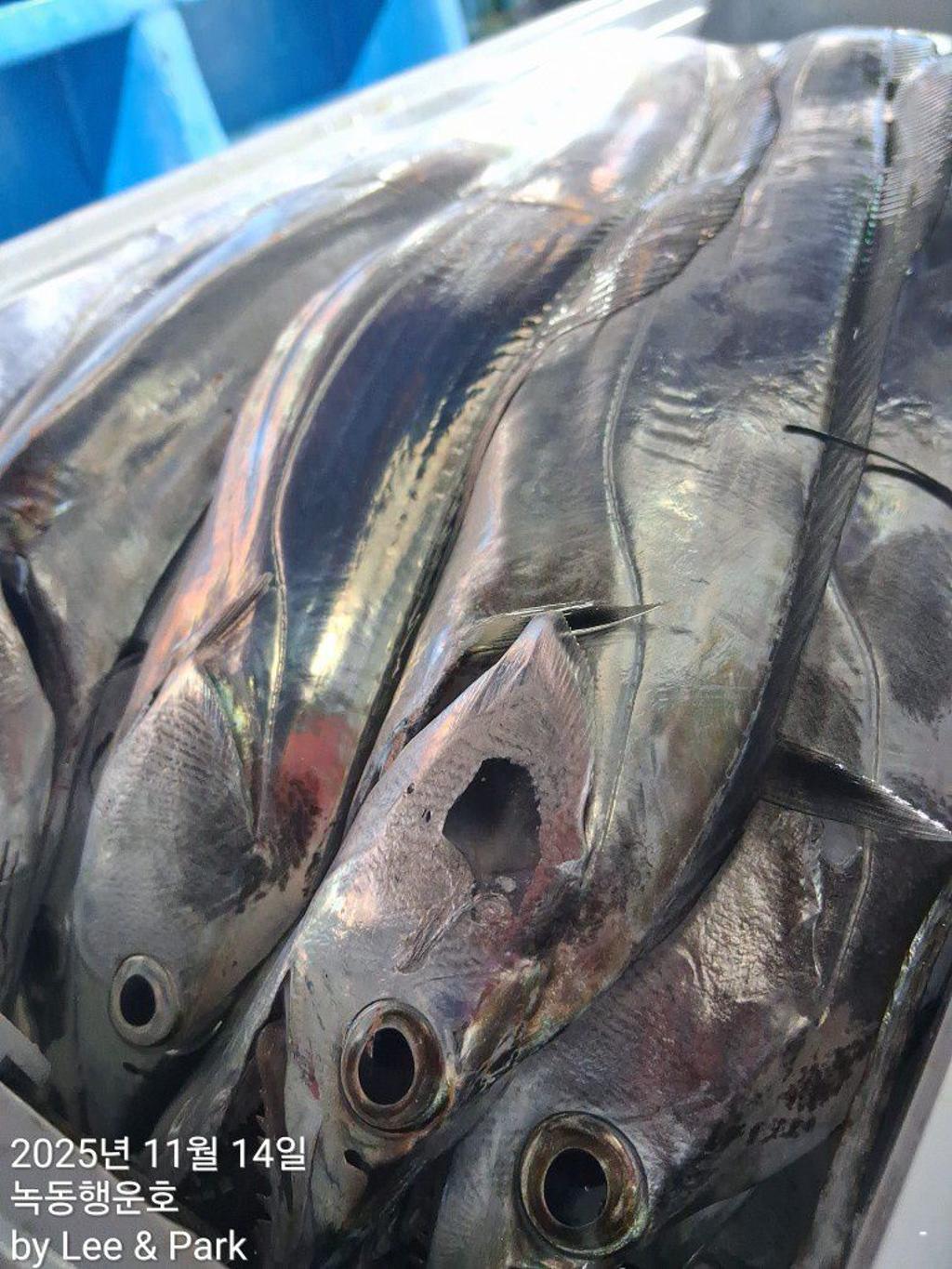 낚시뚜,갈치,녹동항,녹동대성호,낚시뚜55