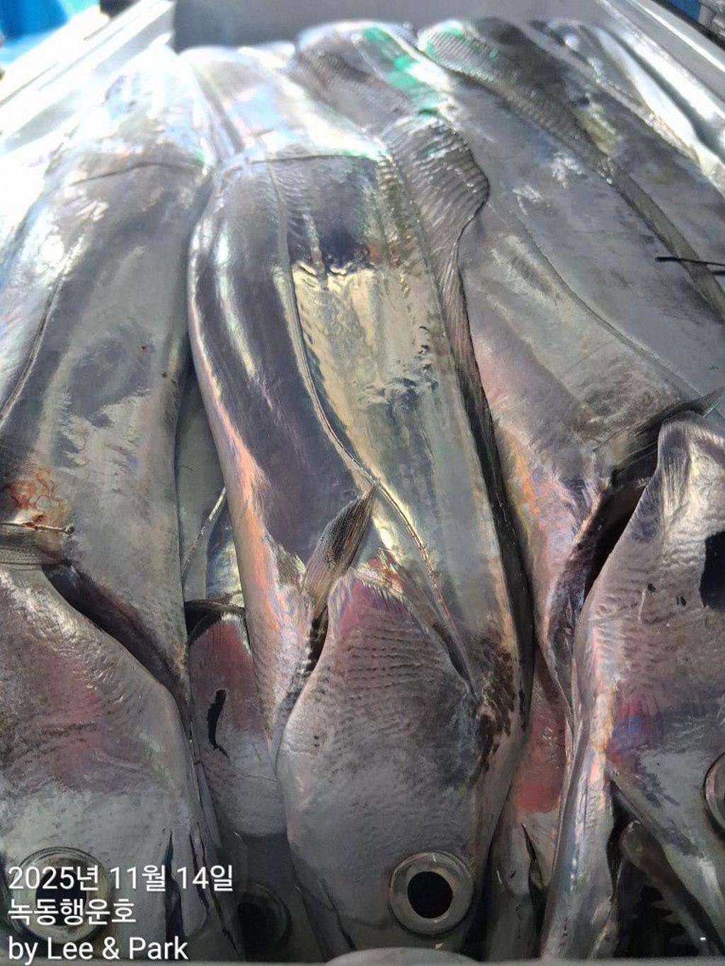 낚시뚜,갈치,녹동항,녹동대성호,낚시뚜54