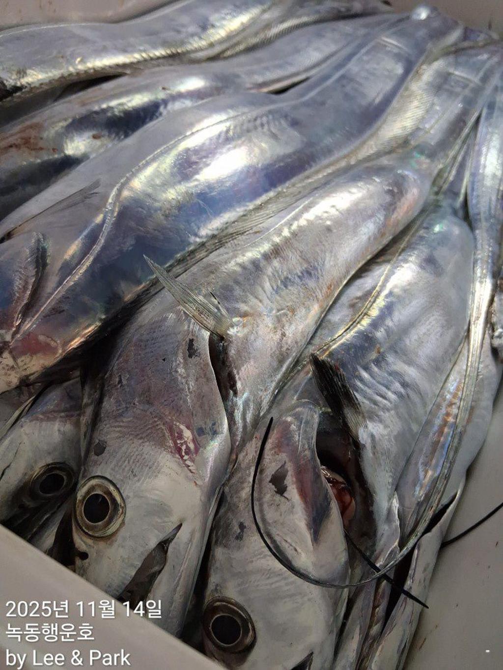 낚시뚜,갈치,녹동항,녹동대성호,낚시뚜53