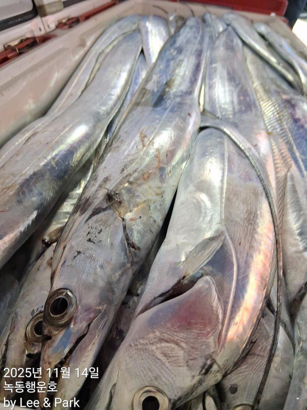 낚시뚜,갈치,녹동항,녹동대성호,낚시뚜52