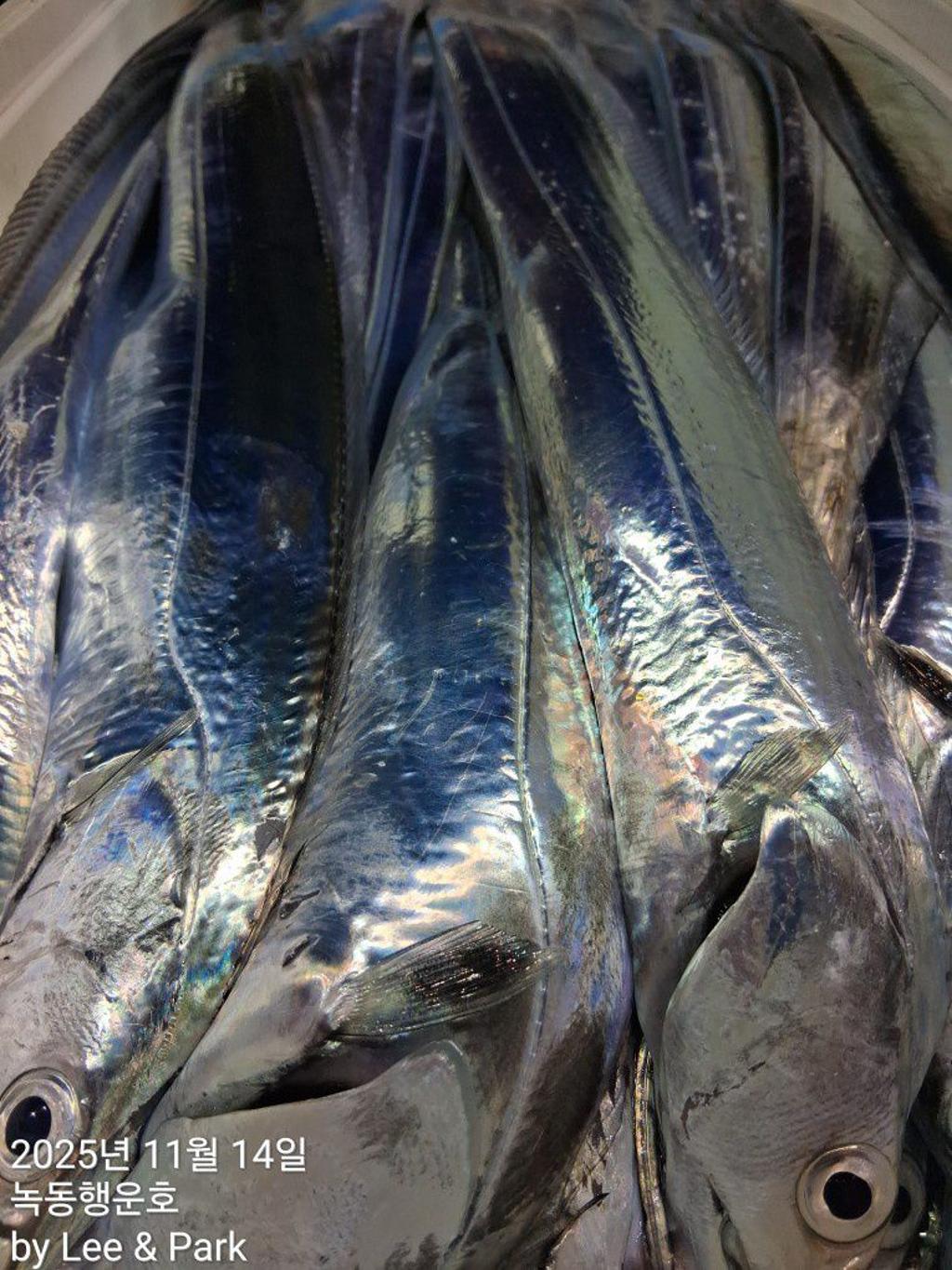 낚시뚜,갈치,녹동항,녹동대성호,낚시뚜51