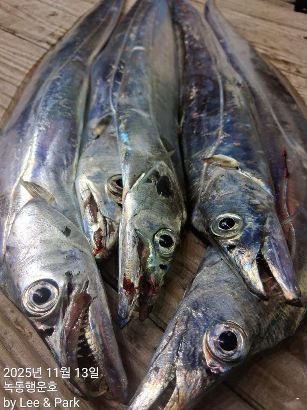 낚시뚜,갈치,녹동항,녹동대성호,낚시뚜30