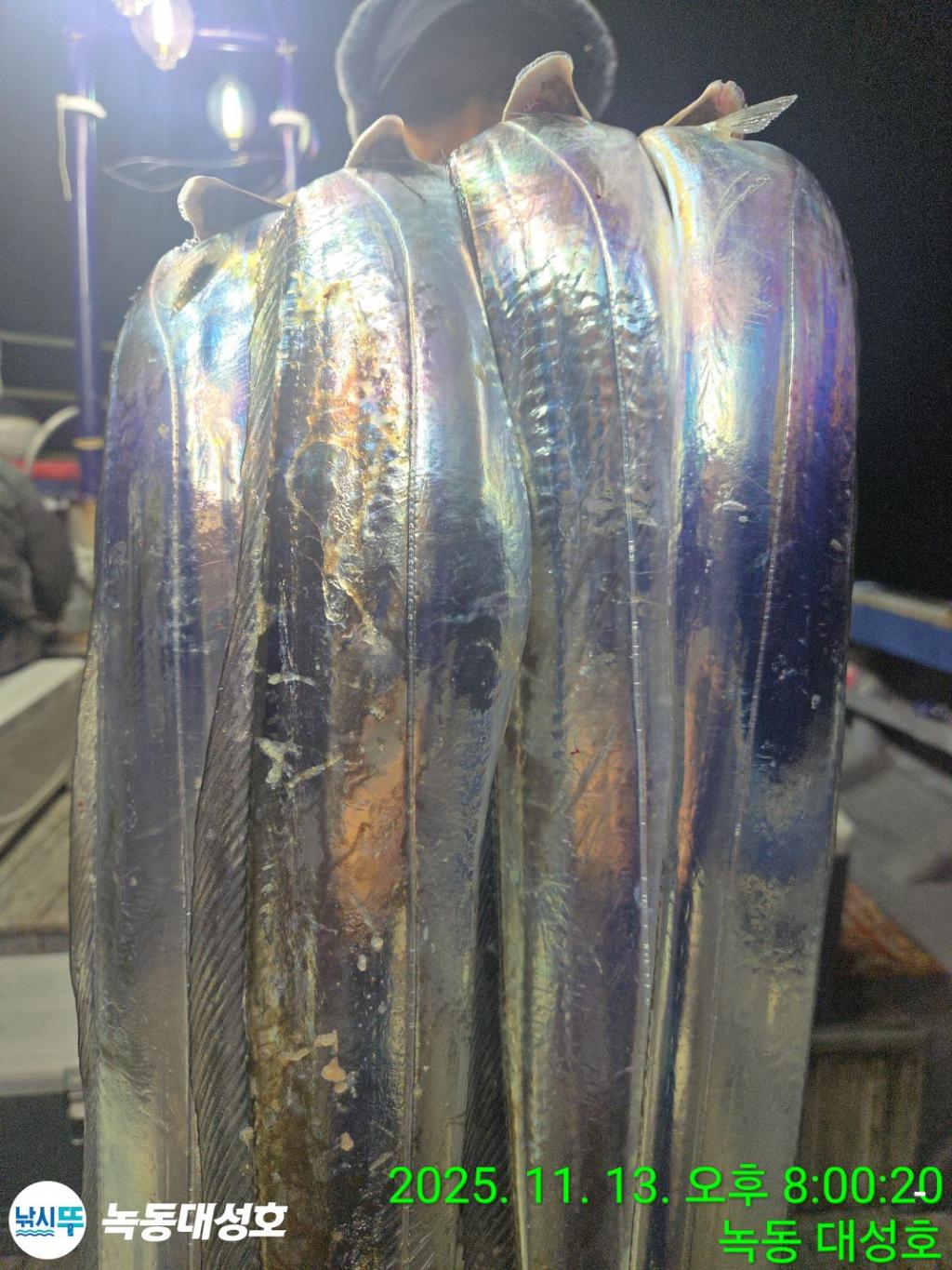 낚시뚜,갈치,녹동항,녹동대성호,낚시뚜27