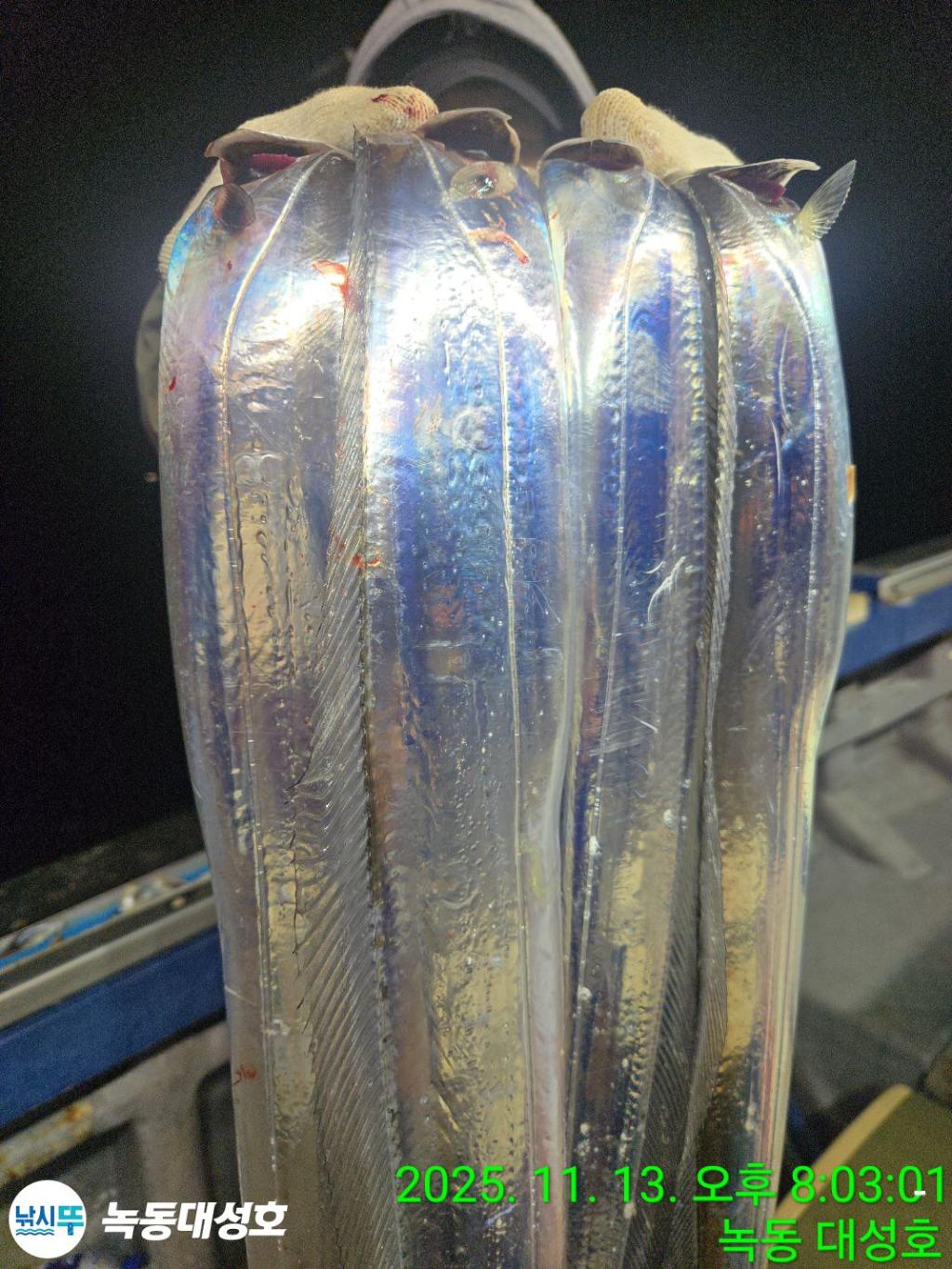 낚시뚜,갈치,녹동항,녹동대성호,낚시뚜25