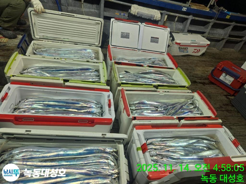 낚시뚜,갈치,녹동항,녹동대성호,낚시뚜6