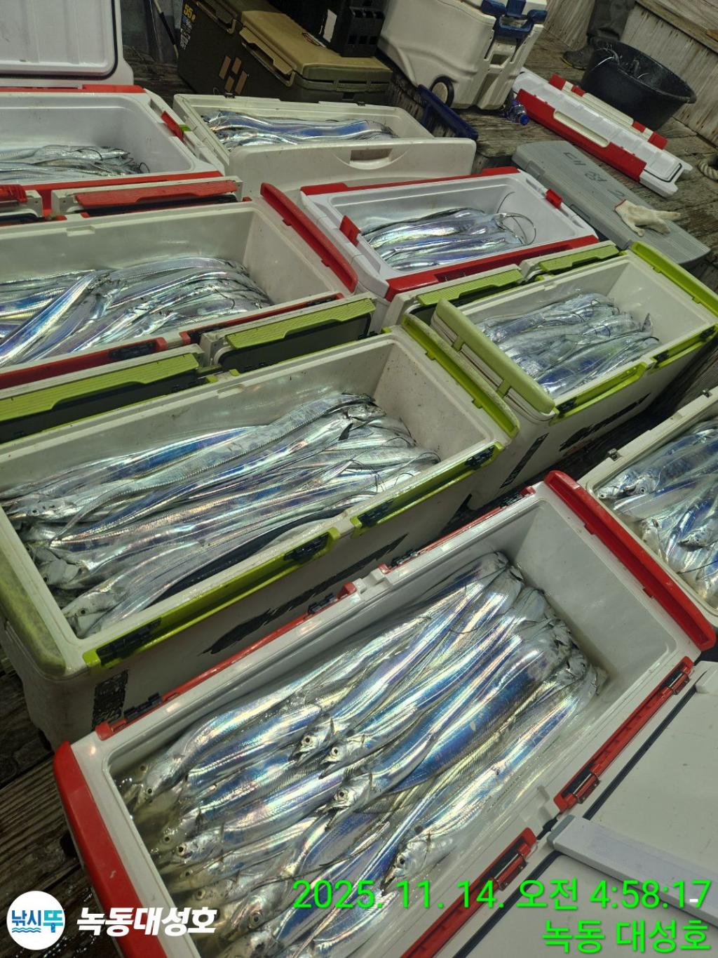 낚시뚜,갈치,녹동항,녹동대성호,낚시뚜5