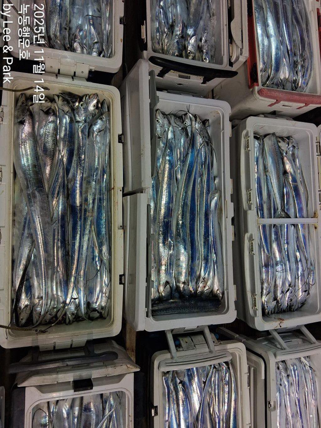 낚시뚜,갈치,녹동항,녹동대성호,낚시뚜3