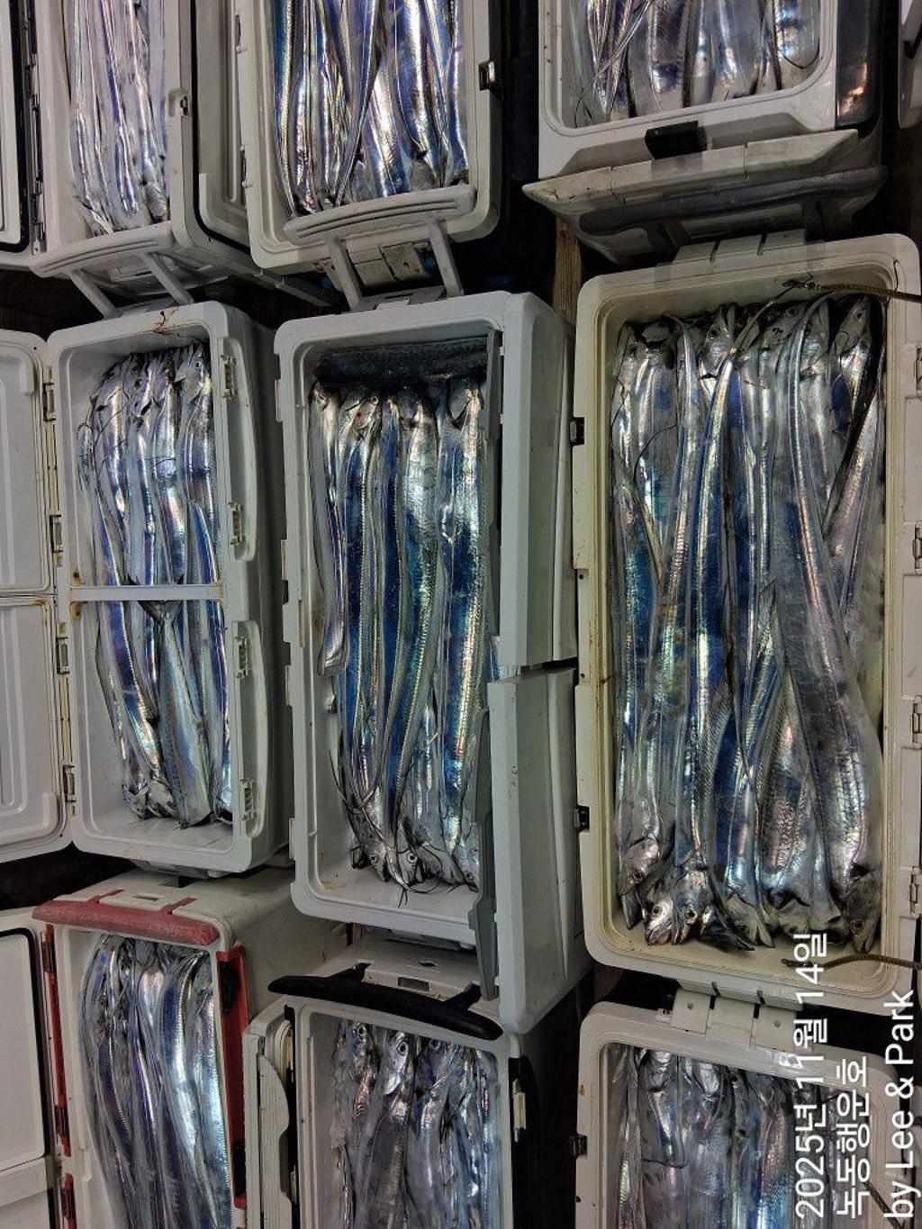 낚시뚜,갈치,녹동항,녹동대성호,낚시뚜2