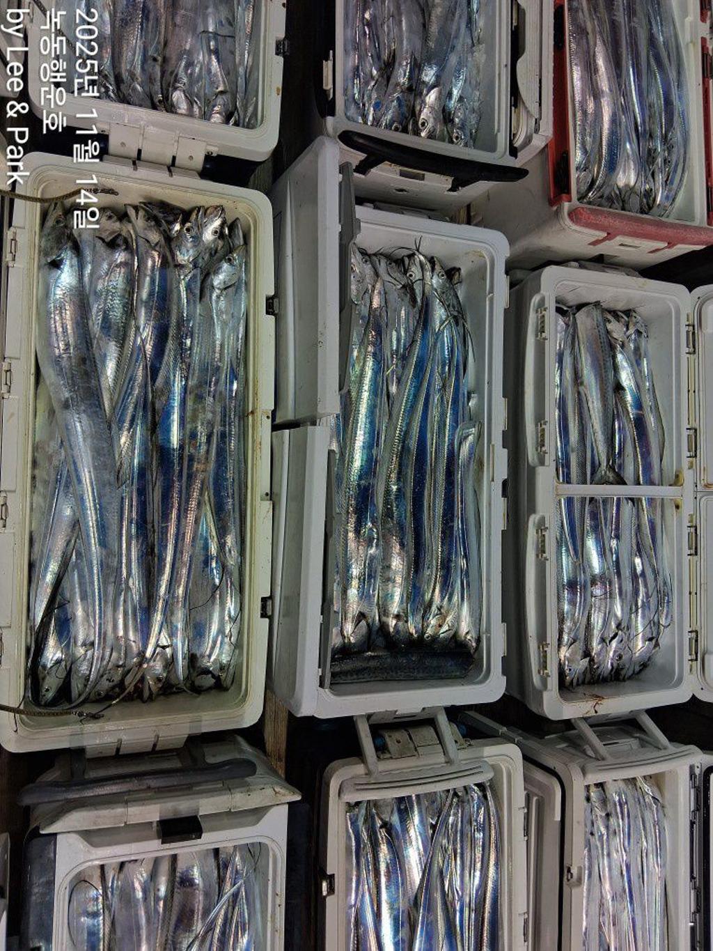 낚시뚜,갈치,녹동항,녹동대성호,낚시뚜1