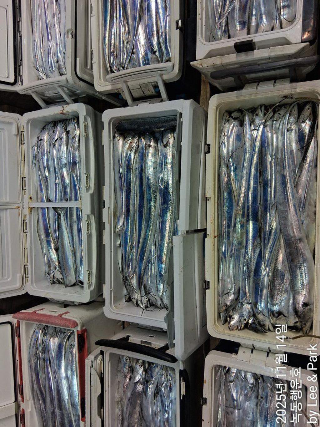 낚시뚜,갈치,녹동항,녹동대성호,낚시뚜0