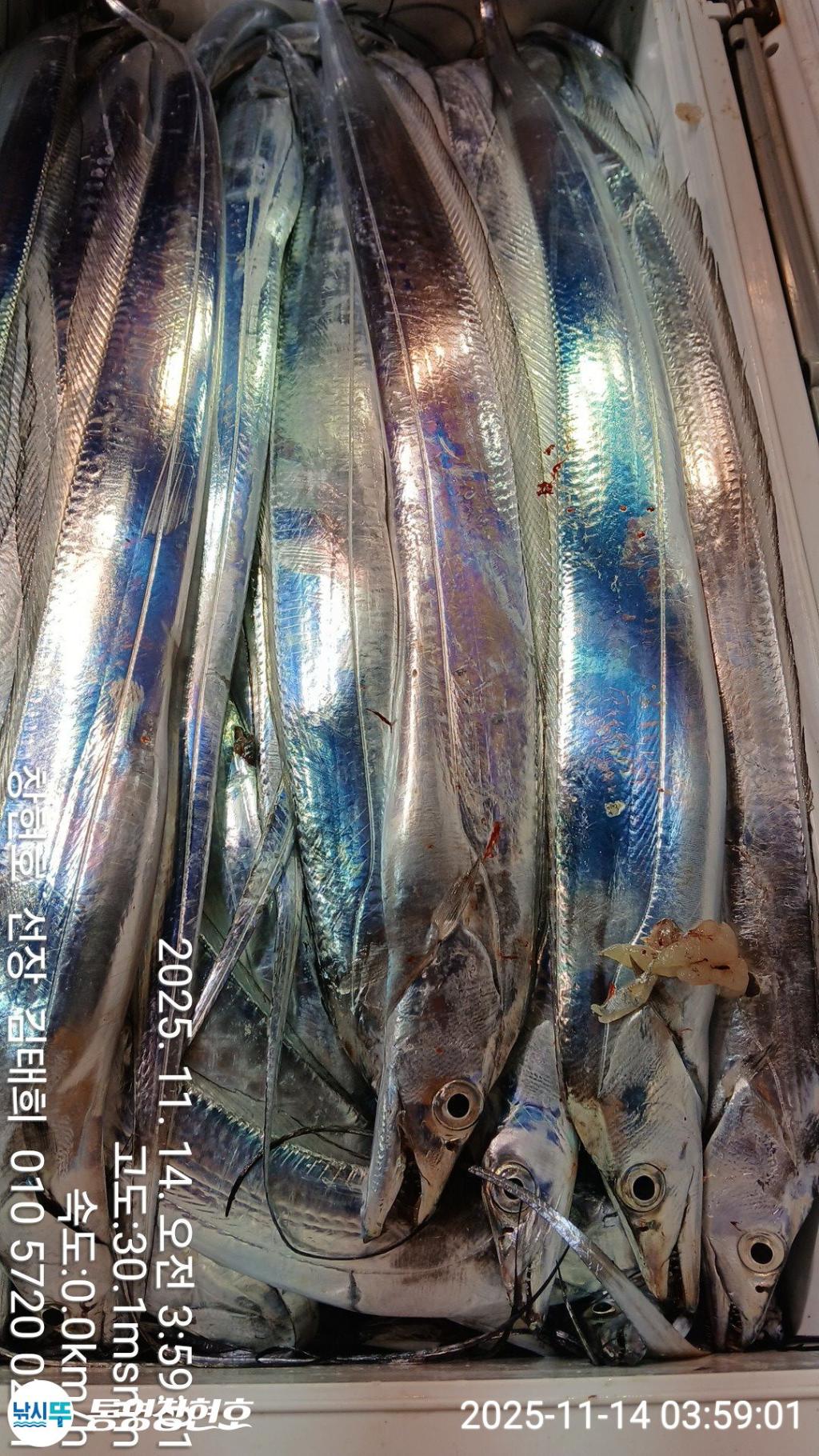 낚시뚜,갈치,통영연명항,통영창현호,낚시뚜14