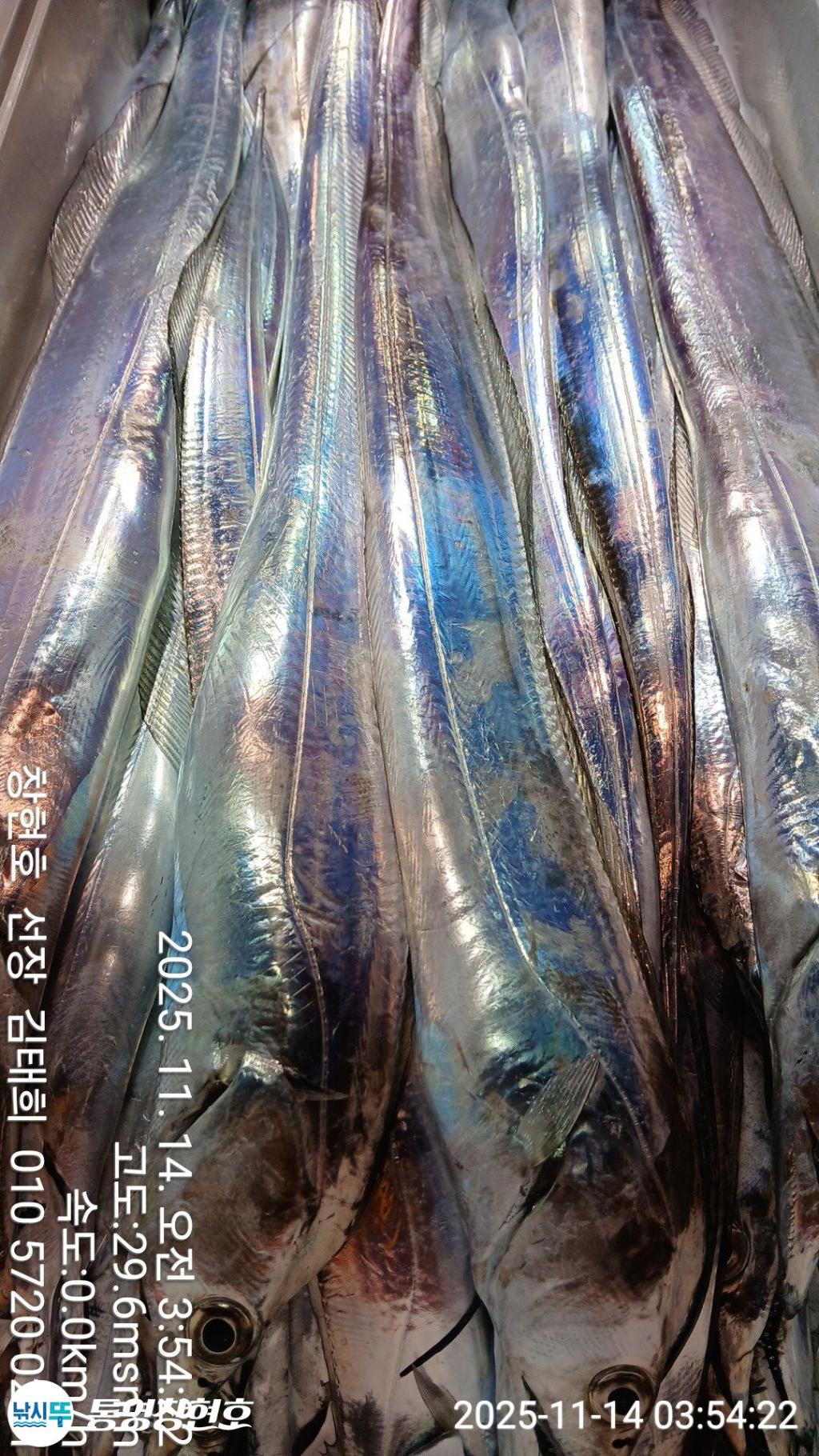 낚시뚜,갈치,통영연명항,통영창현호,낚시뚜13