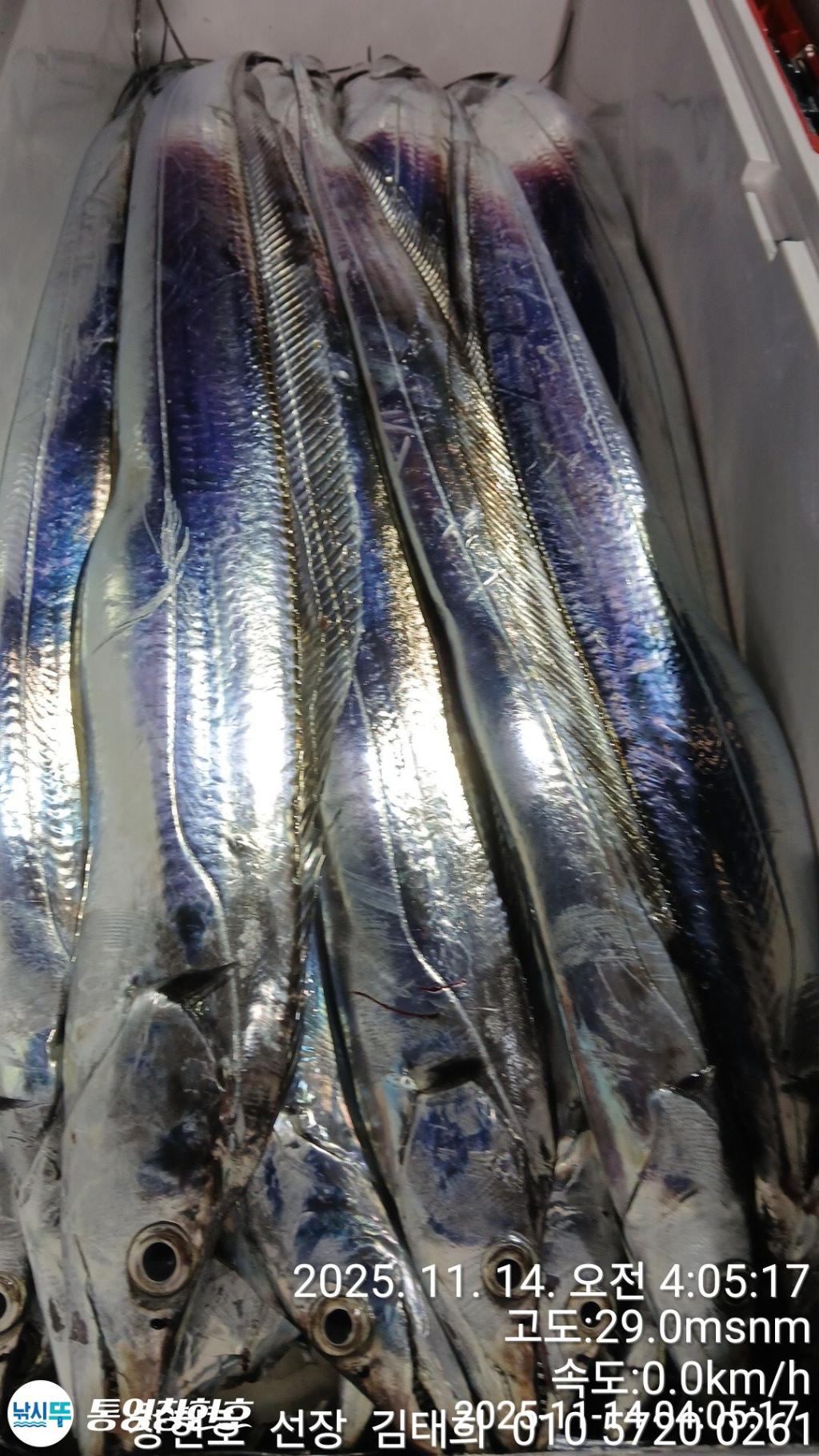 낚시뚜,갈치,통영연명항,통영창현호,낚시뚜12