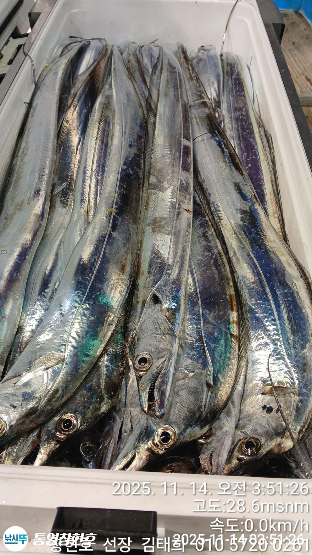 낚시뚜,갈치,통영연명항,통영창현호,낚시뚜10