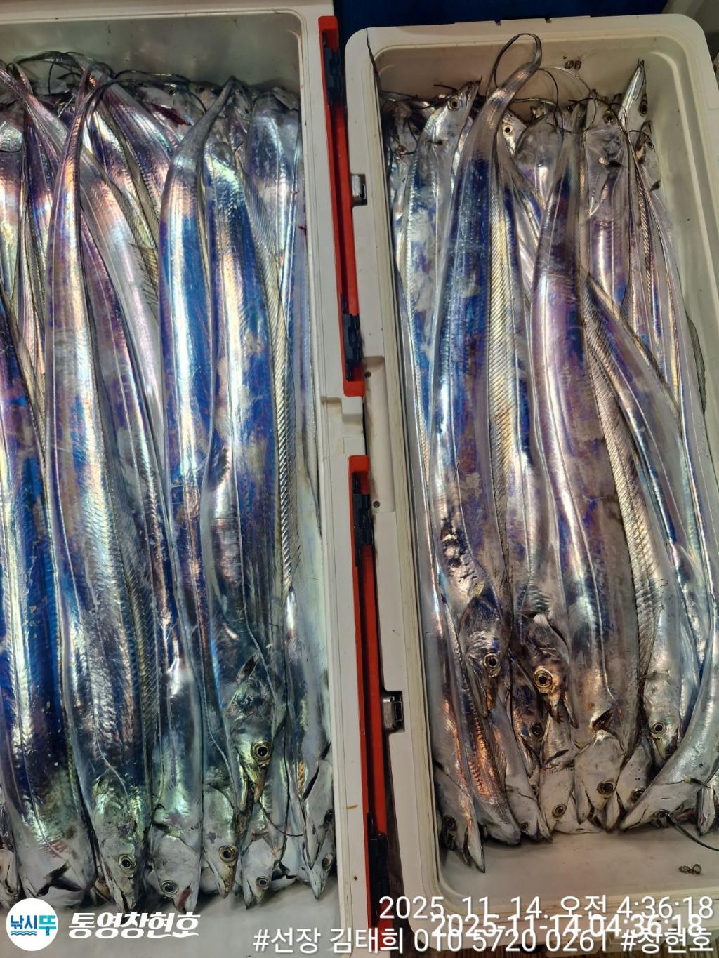 낚시뚜,갈치,통영연명항,통영창현호,낚시뚜3