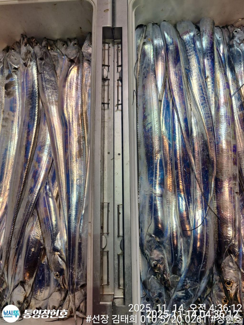 낚시뚜,갈치,통영연명항,통영창현호,낚시뚜2