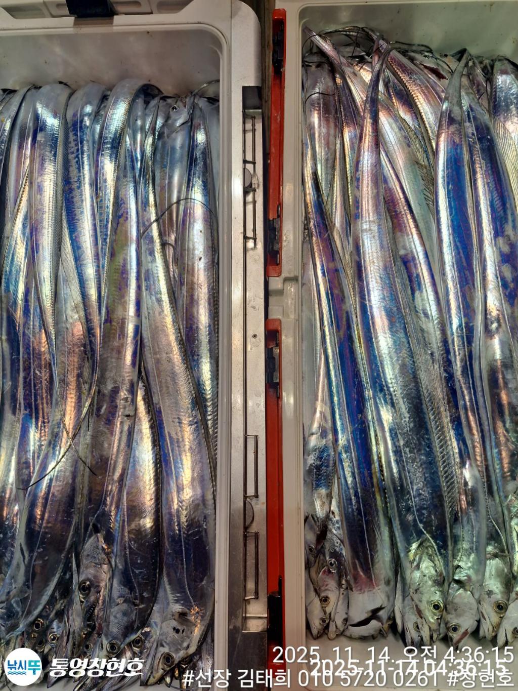 낚시뚜,갈치,통영연명항,통영창현호,낚시뚜1