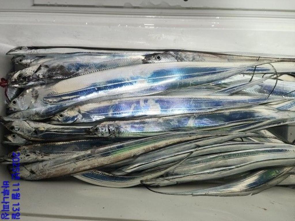 낚시뚜,갈치,속천항(진해),바루나피싱,낚시뚜5