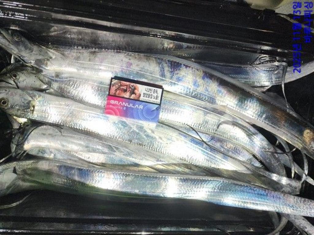 낚시뚜,갈치,속천항(진해),바루나피싱,낚시뚜1