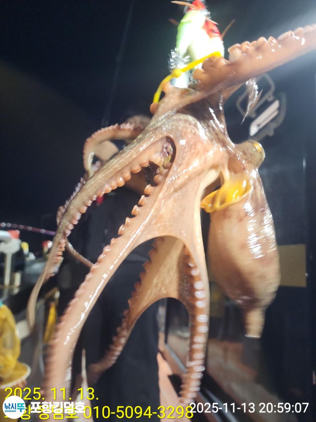 낚시뚜,돌문어,영일만항,포항 킹덤호,낚시뚜19