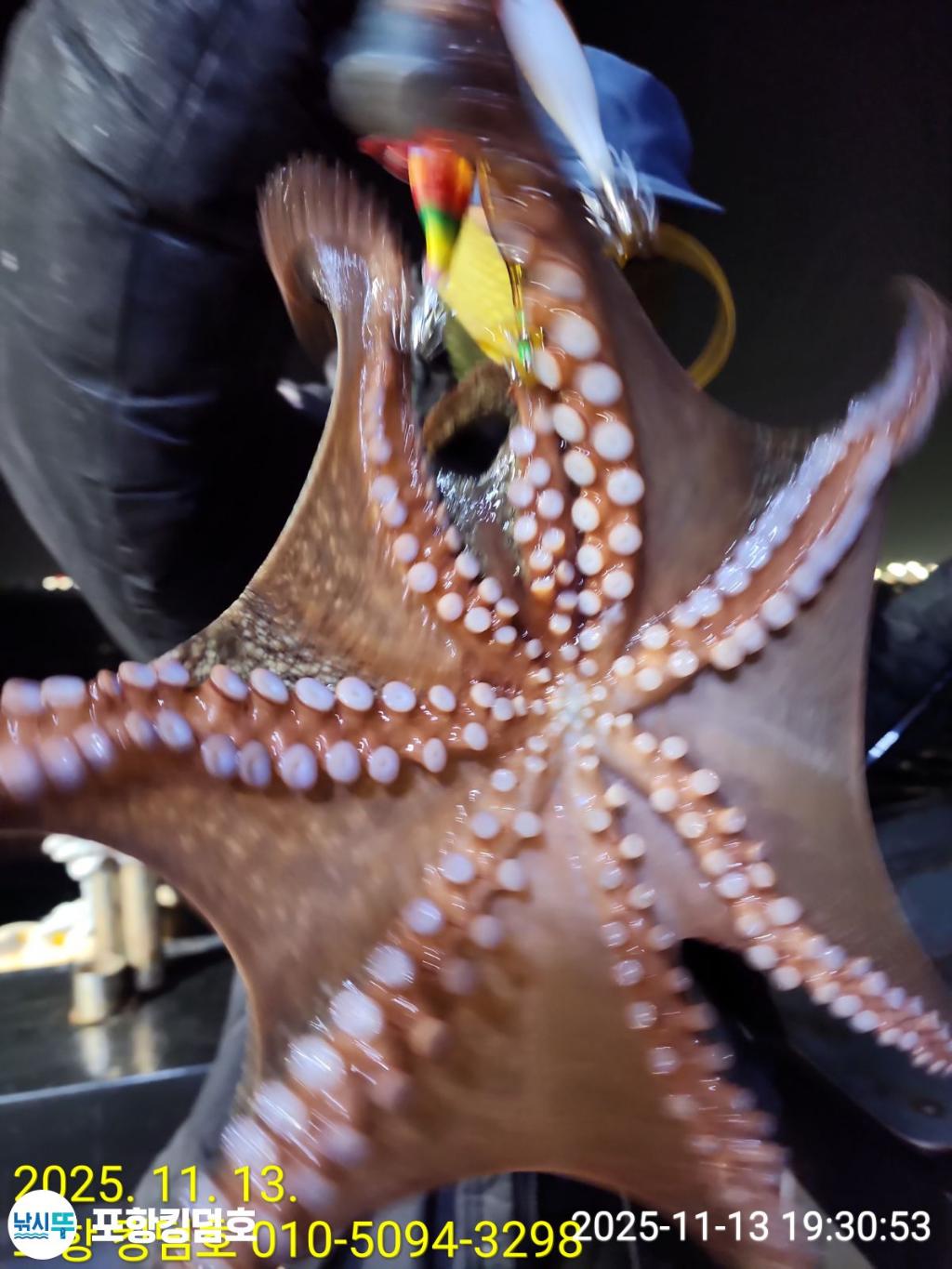 낚시뚜,돌문어,영일만항,포항 킹덤호,낚시뚜11