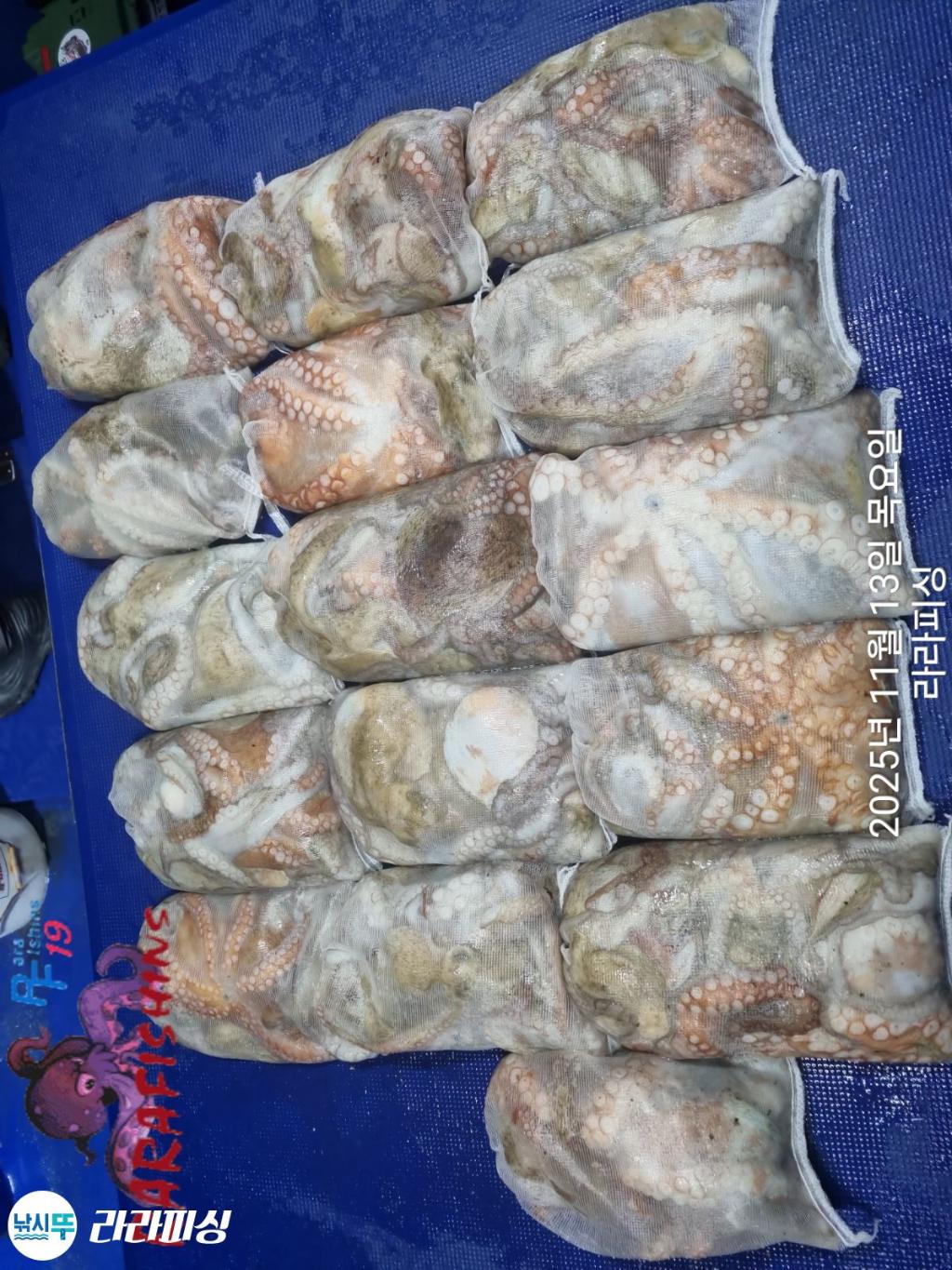 낚시뚜,돌문어,속천항(진해),라라피싱,낚시뚜11