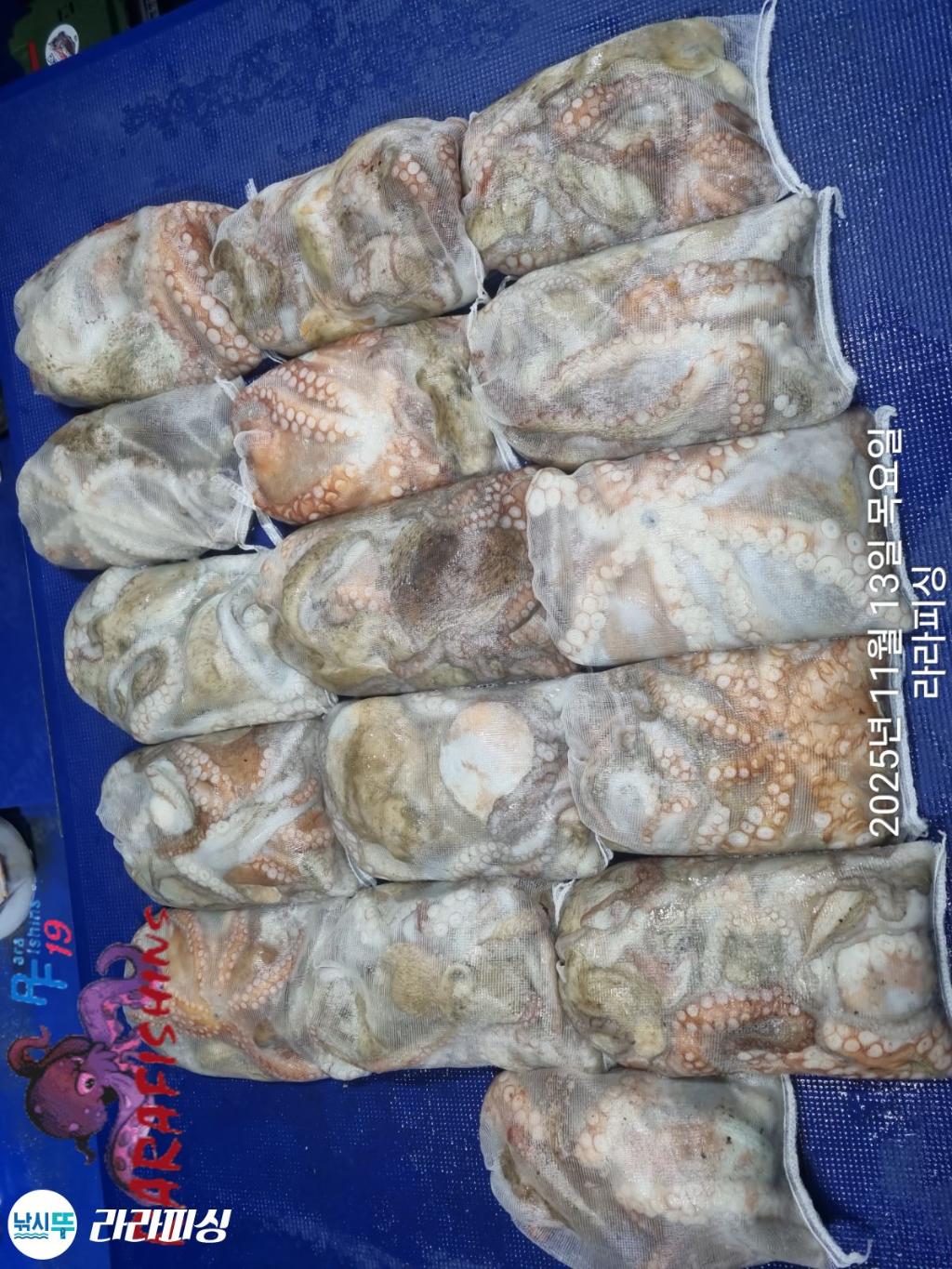 낚시뚜,돌문어,속천항(진해),라라피싱,낚시뚜10