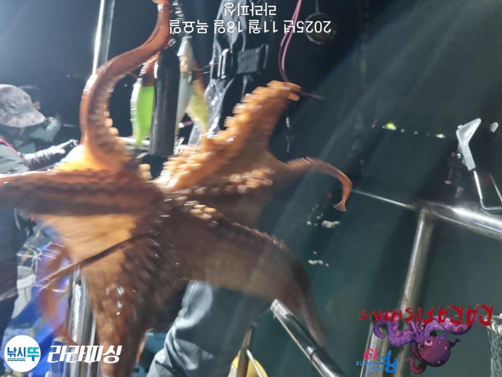 낚시뚜,돌문어,속천항(진해),라라피싱,낚시뚜1