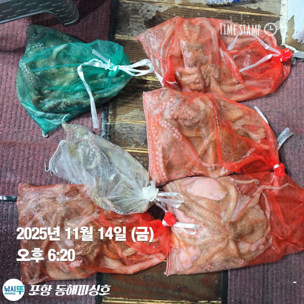 낚시뚜,돌문어,포항(운하관),포항 동해피싱호,낚시뚜20