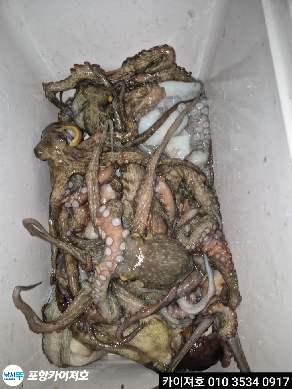 낚시뚜,기타 (직접입력),영일만항,포항카이져호,낚시뚜1