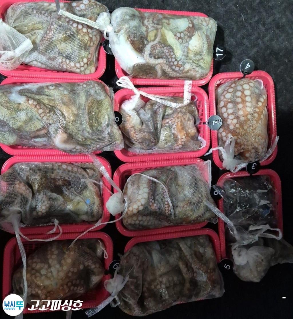 낚시뚜,낙지.문어,속천항(진해),고고피싱호,낚시뚜18