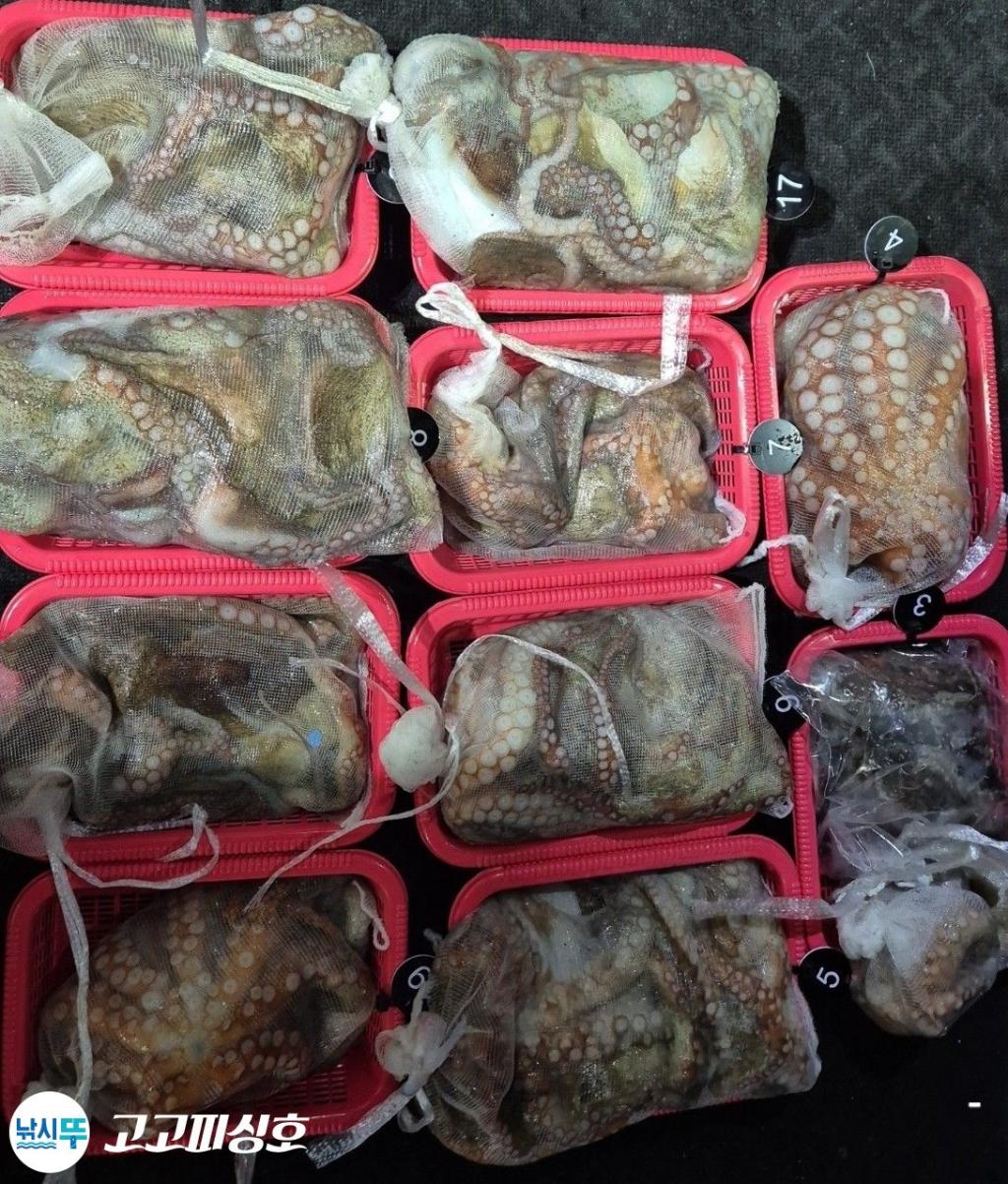 낚시뚜,낙지.문어,속천항(진해),고고피싱호,낚시뚜17